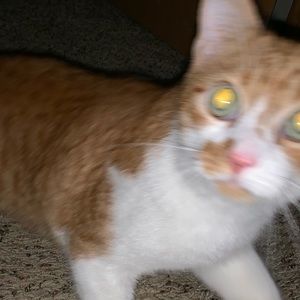 Meet your Posher, Laney